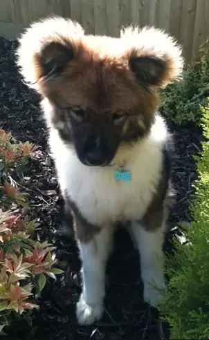 Long Hair Teddy Bear Looking Akita